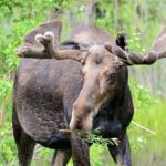 BrushBuck Wildlife Tours: A Journey into the Wild